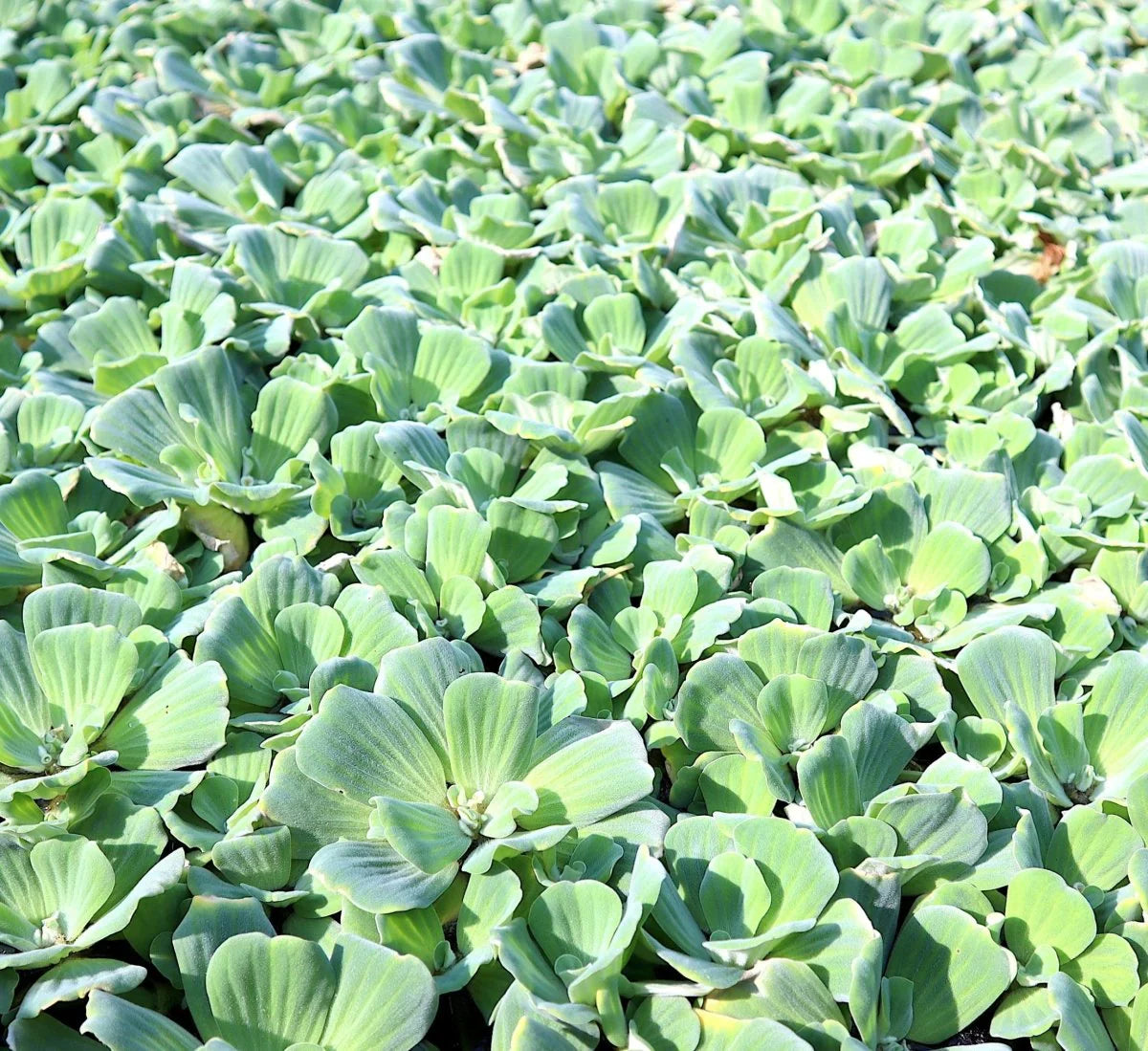 Water Plants Bundle - 2 Medium Water Hyacinth (Eichhornia crassipes) & 2 Water Lettuce (Pistia stratiotes) for Ponds and Tanks
